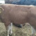 黄牛100~200kg