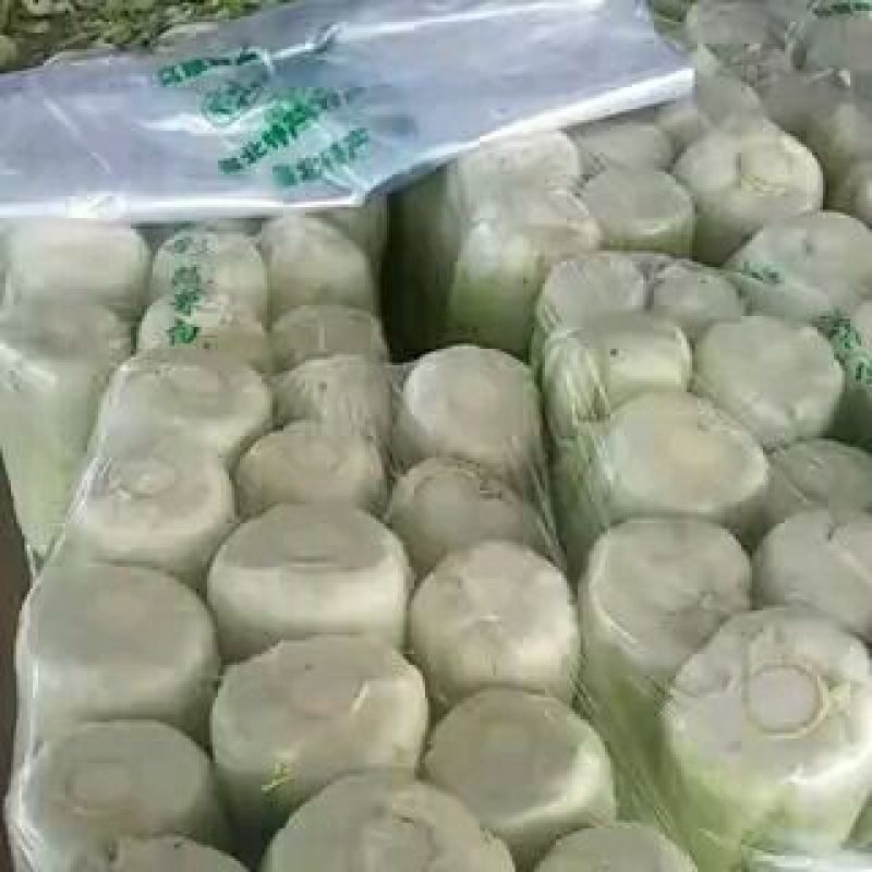 山东白菜，北京新三号白菜，4~6斤净菜大量供应，欢迎致电