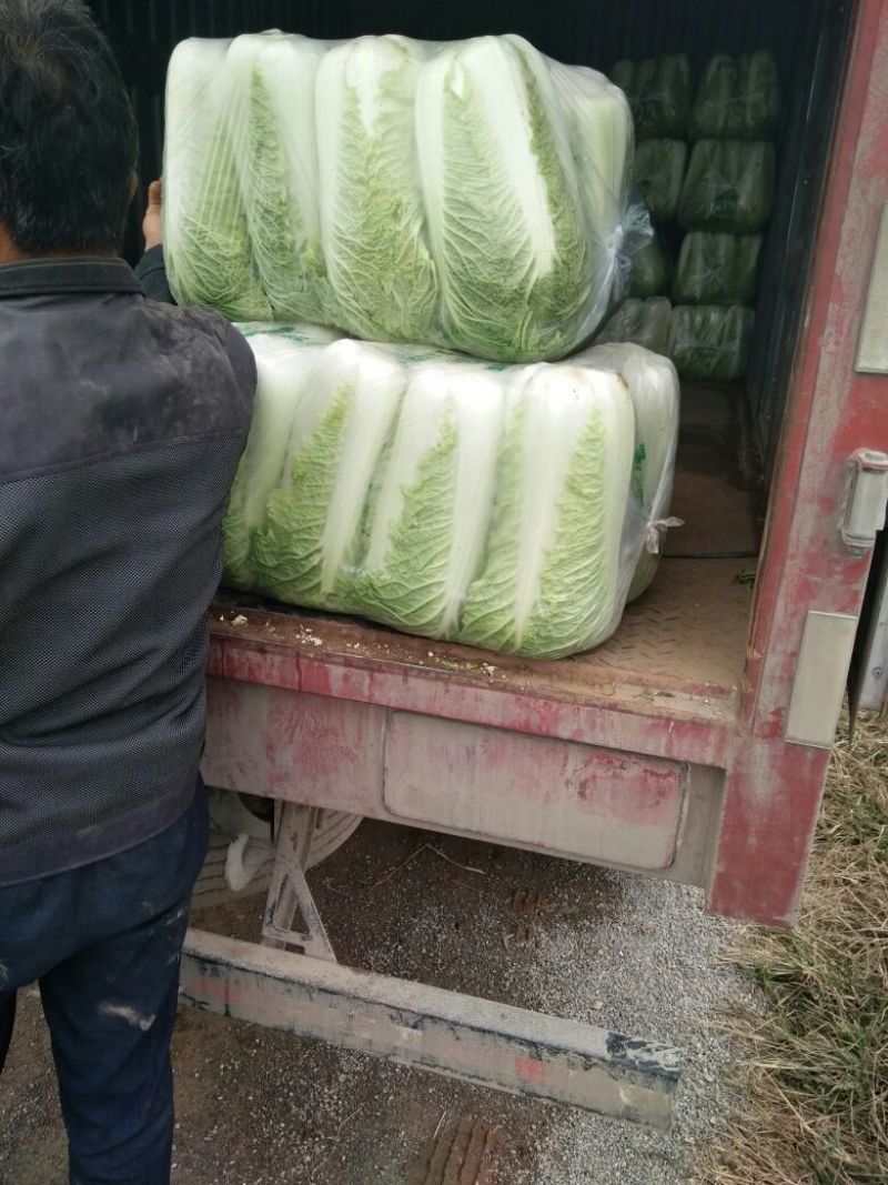 北京三号大白菜大量供应，价格低质量好