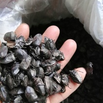 九香虫/打屁虫，椿香虫，货源充足欢迎订购