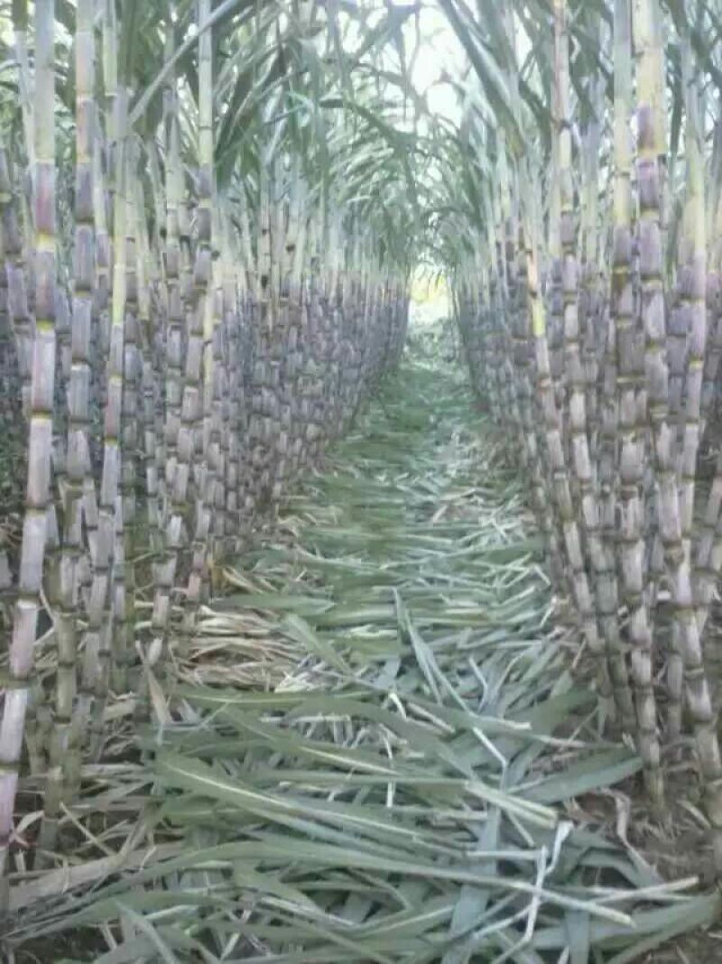青皮白玉甘蔗青皮甘蔗50000亩