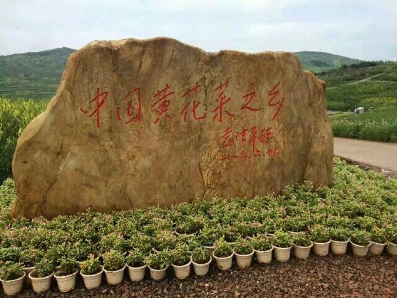 黄花菜种苗10~20cm