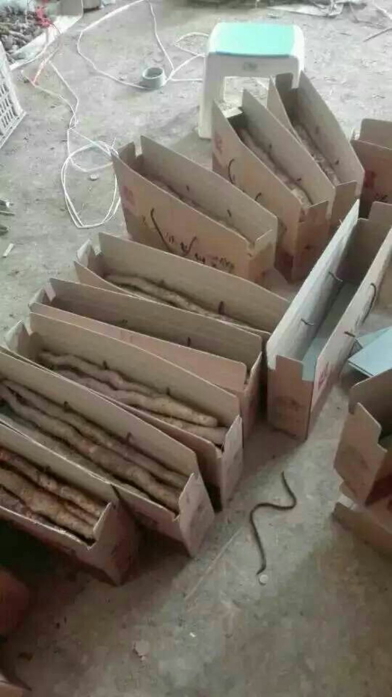 垆土山药3~4厘米特级