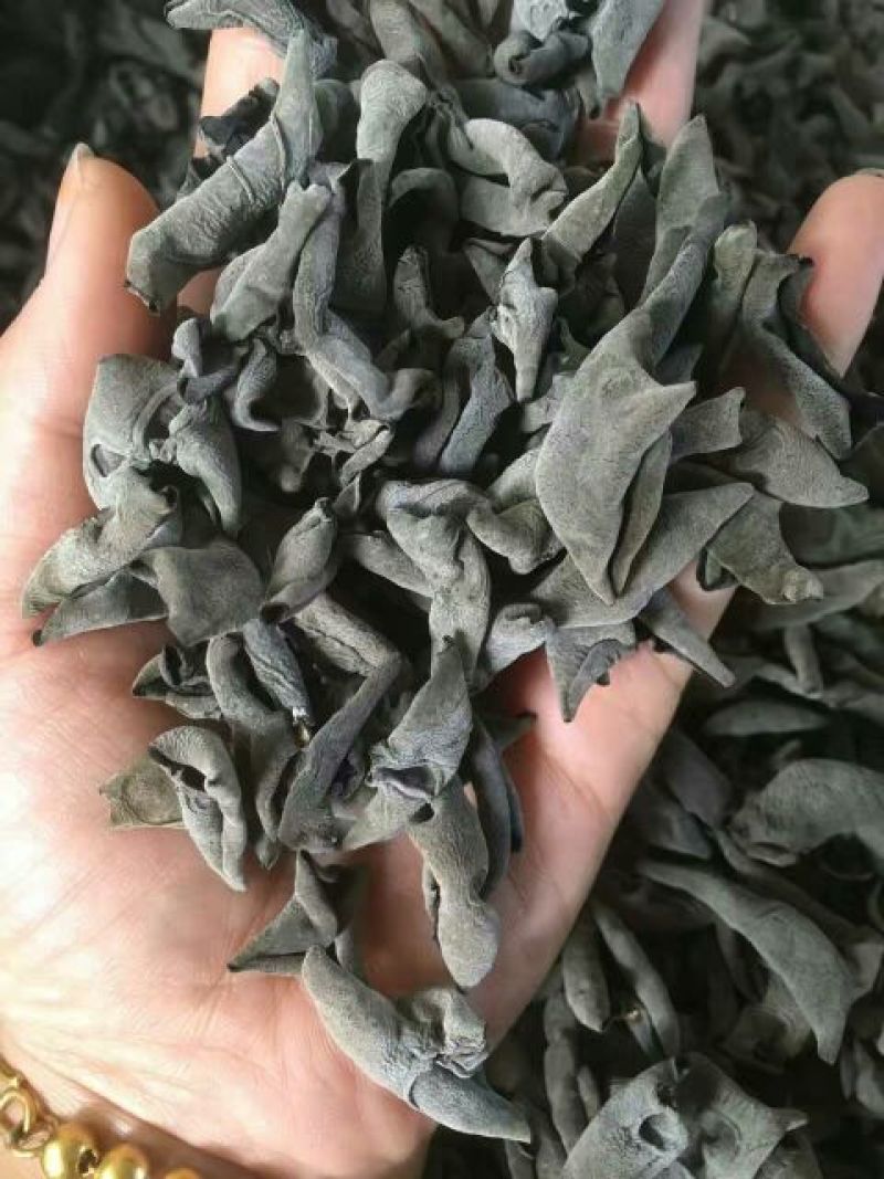 黑木耳二级