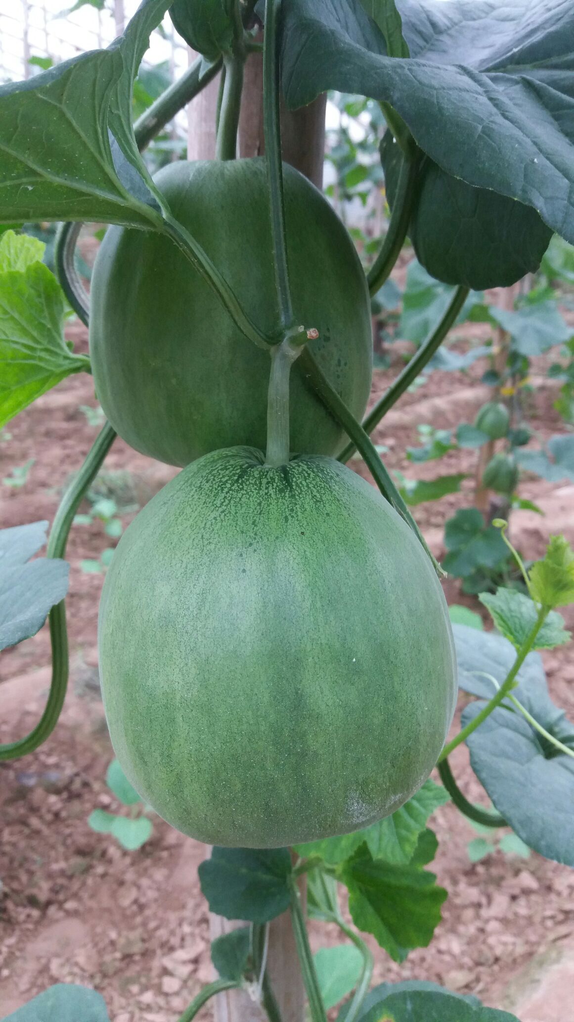 河北衡水市饶阳县绿宝甜瓜 0.5斤以上批发_李