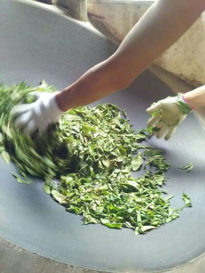古树普洱茶一级