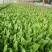 紫油麦菜20~25厘米以上