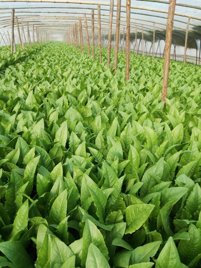 紫油麦菜20~25厘米以上