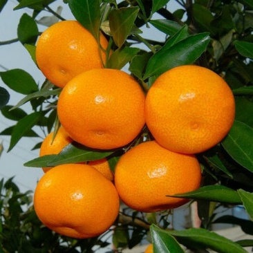 雪峰蜜桔5.5~6cm