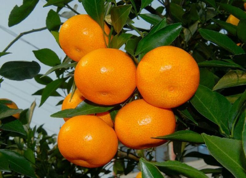 雪峰蜜桔5.5~6cm