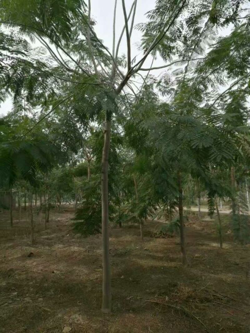 合欢8~10cm