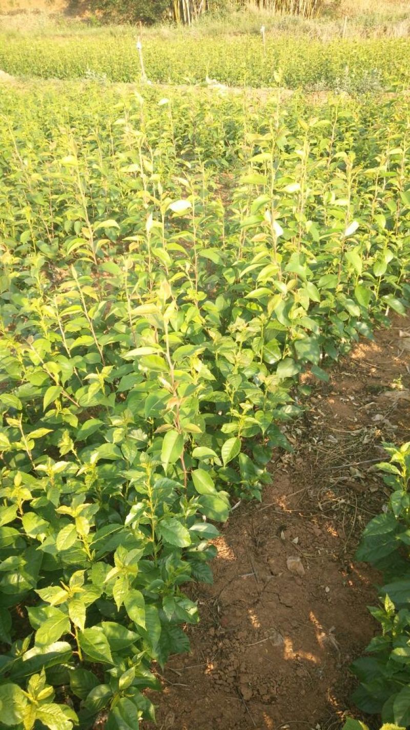 玛瑙红樱桃树苗免费提供技术指导，基地直销