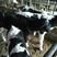 【牛犊】奶牛牛犊养殖基地直供可视频看货包回收