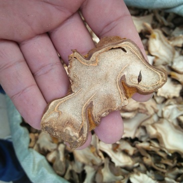狗脊