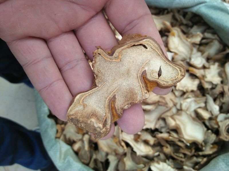 狗脊