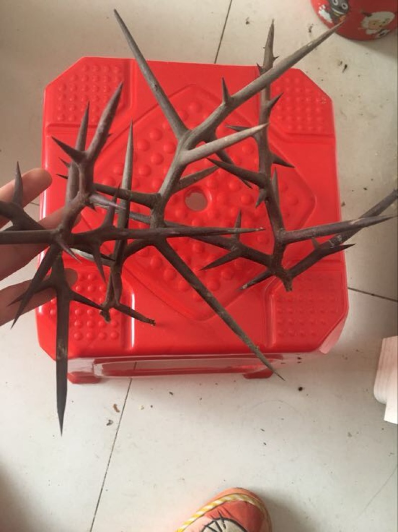 皂角刺