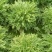 苦菊