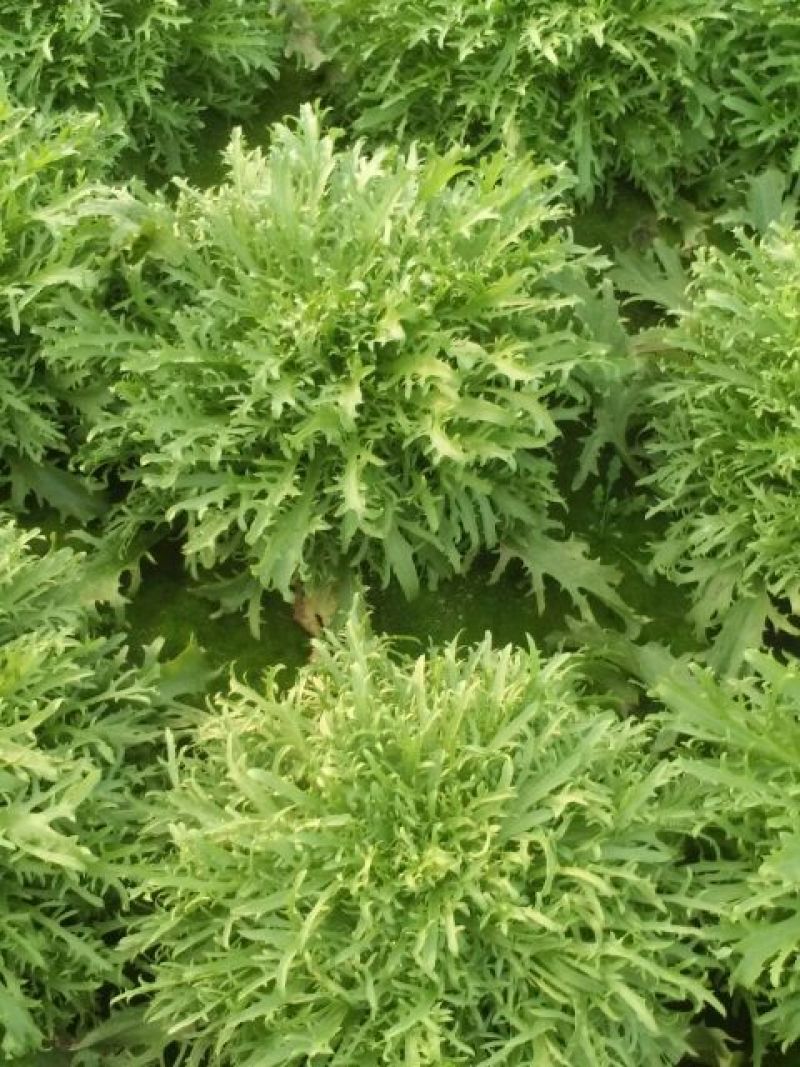 苦菊