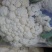 白花菜散装