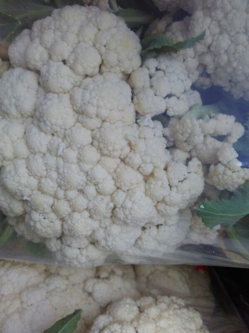 白花菜散装
