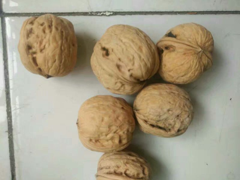 纸皮核桃25mm以下去皮干