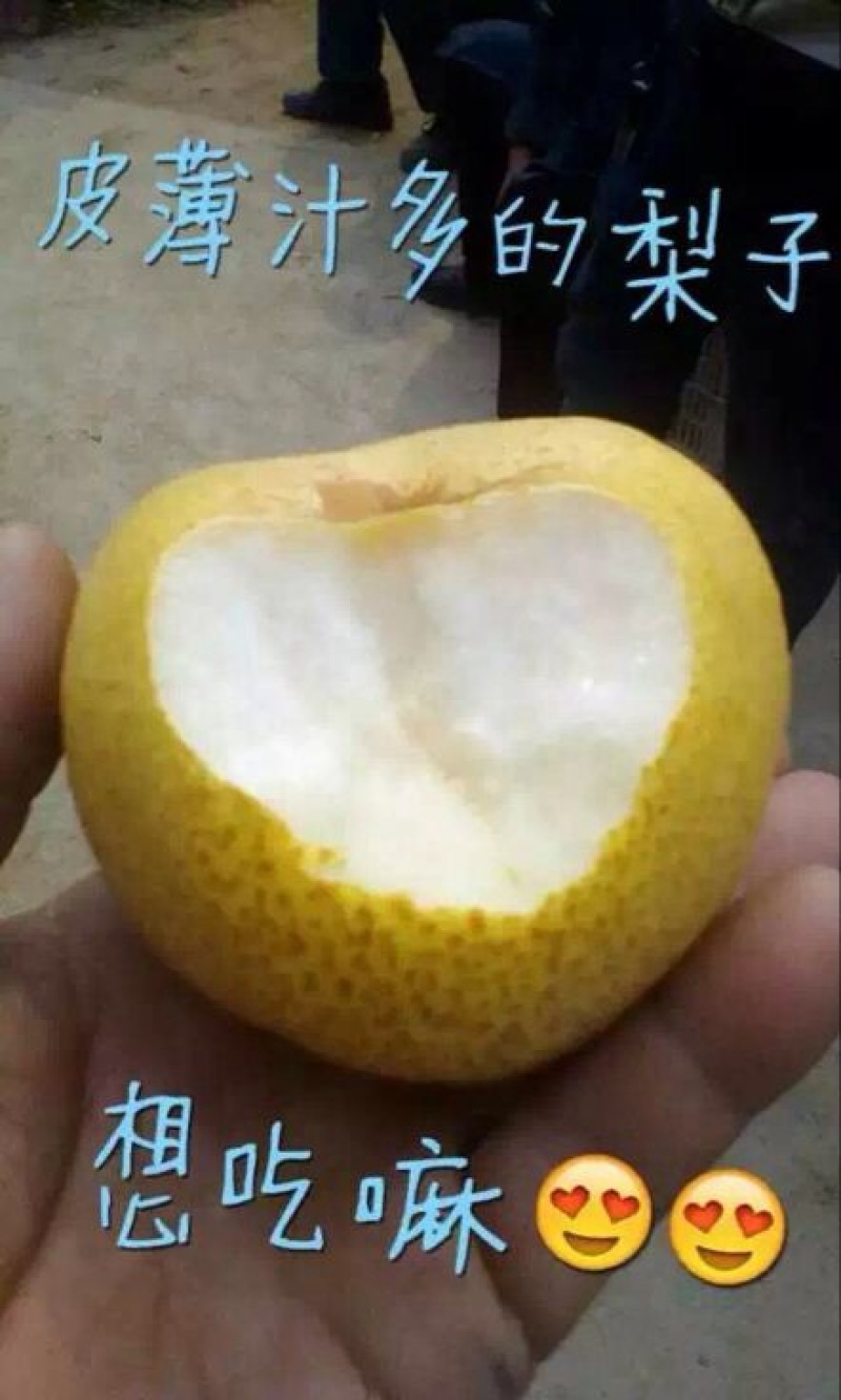 砀山梨