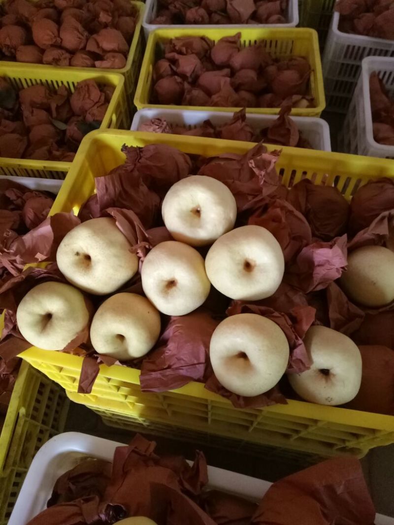 礼泉酥梨550~600g纸袋