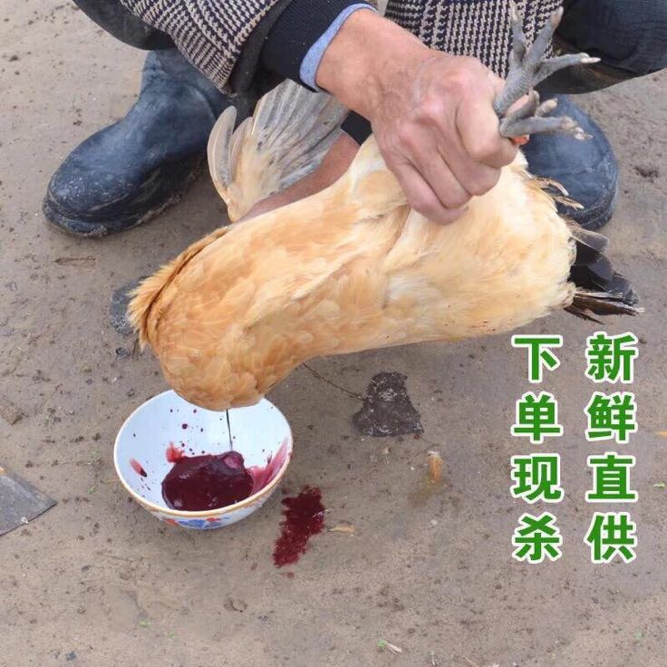 石门土鸡 6~9月批发_夏传金 供应_一亩田农业