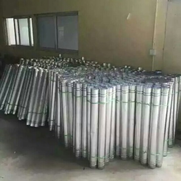 狮头鹅苗250g以上