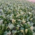 越冬菠菜15~20厘米