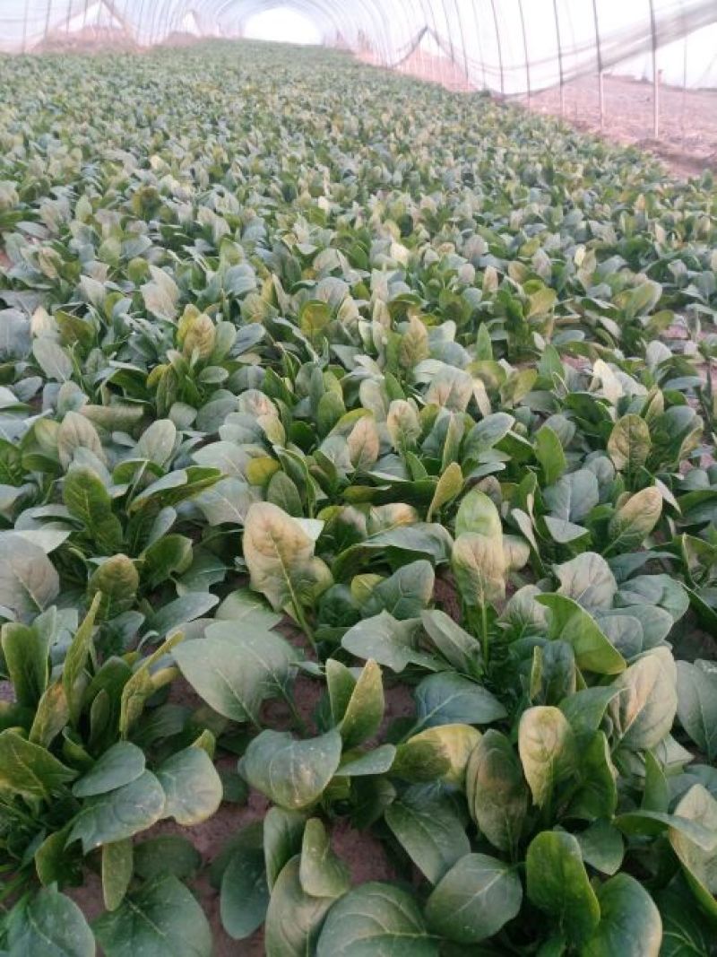 越冬菠菜15~20厘米