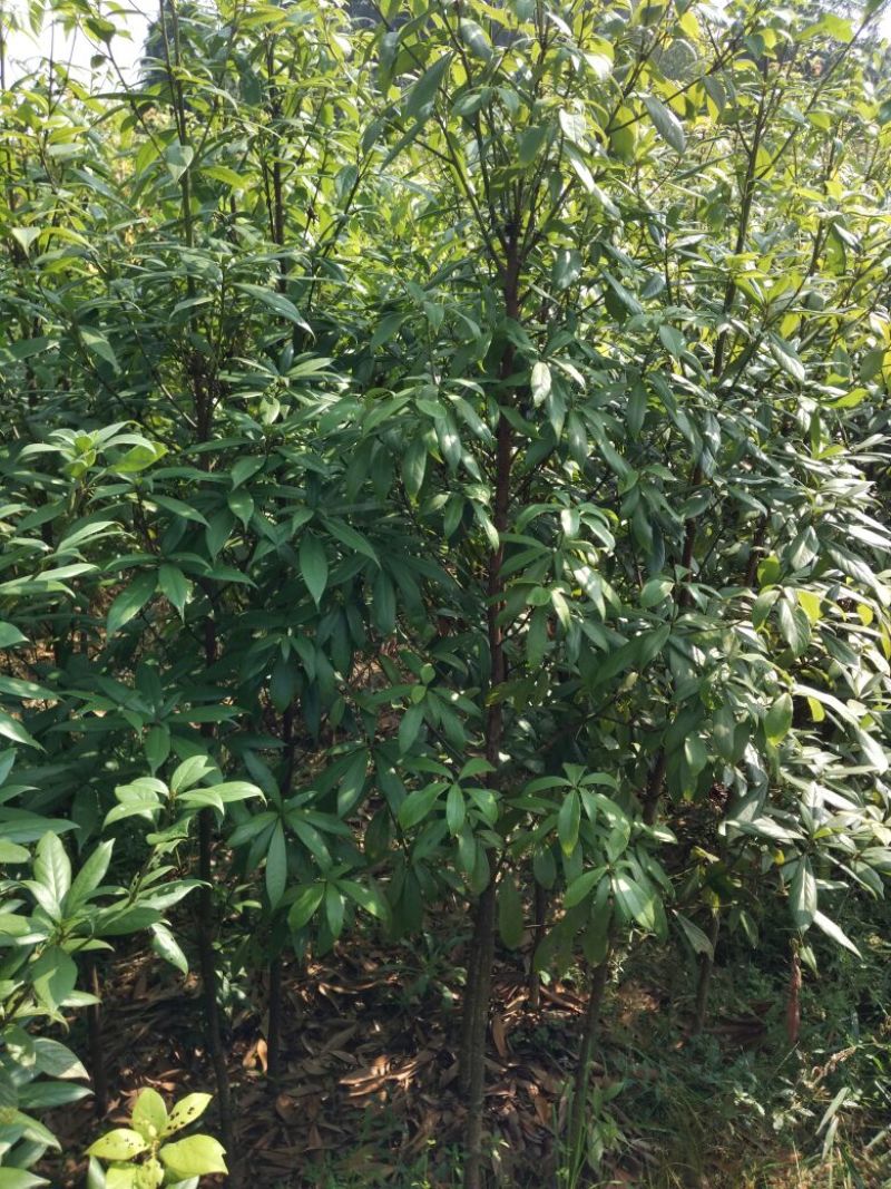 金丝楠木小苗，小叶桢楠价格，8-15cm移栽金丝楠木树价