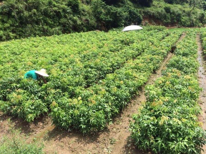 无核荔枝苗