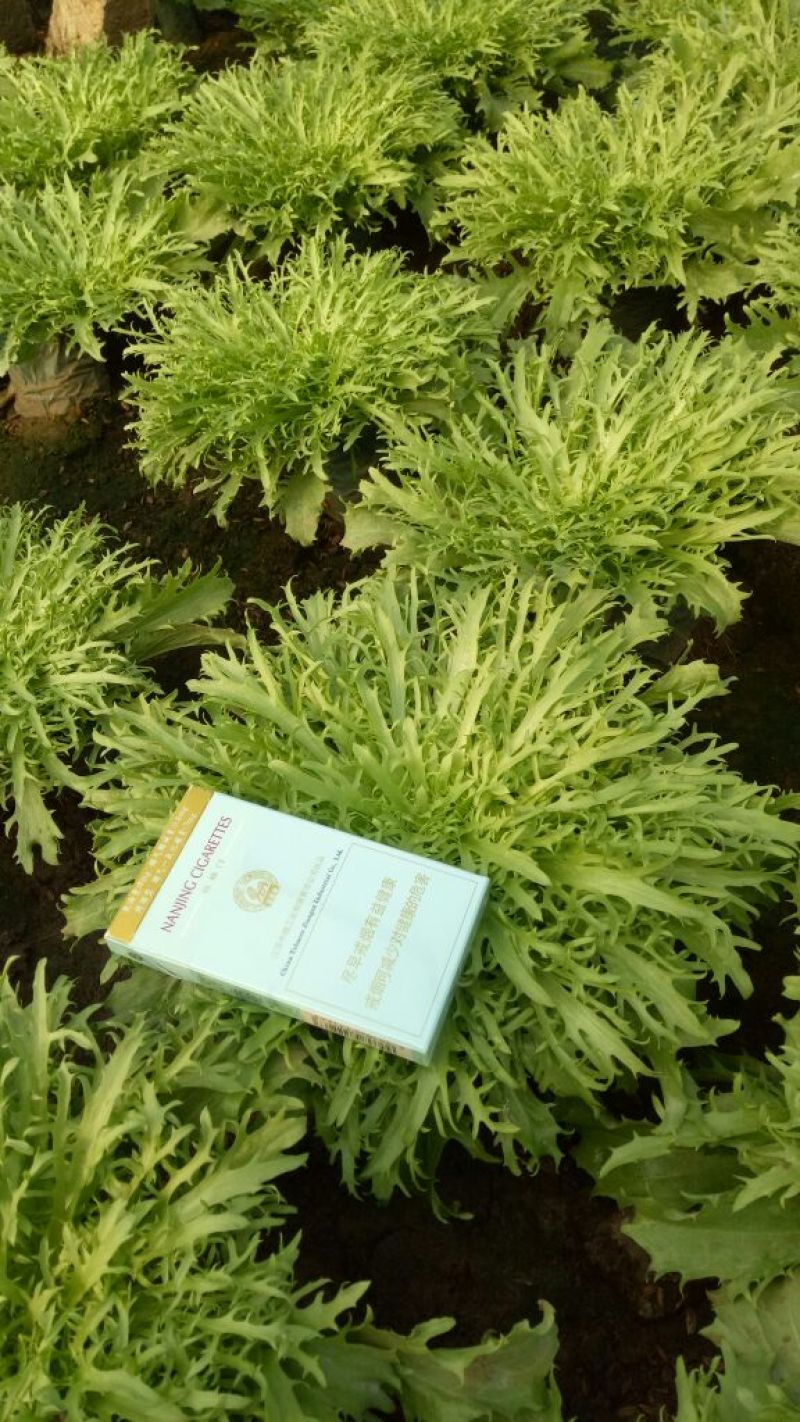 苦菊15~20cm