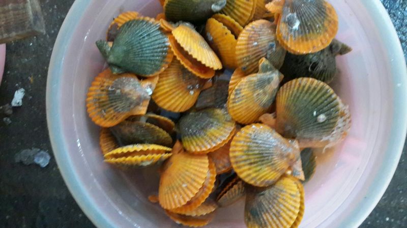 扇贝食用鲜活10~20只/kg