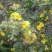 野菊花统货