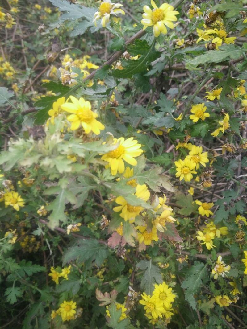 野菊花统货