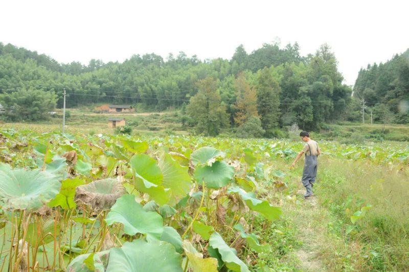 鲤鱼干