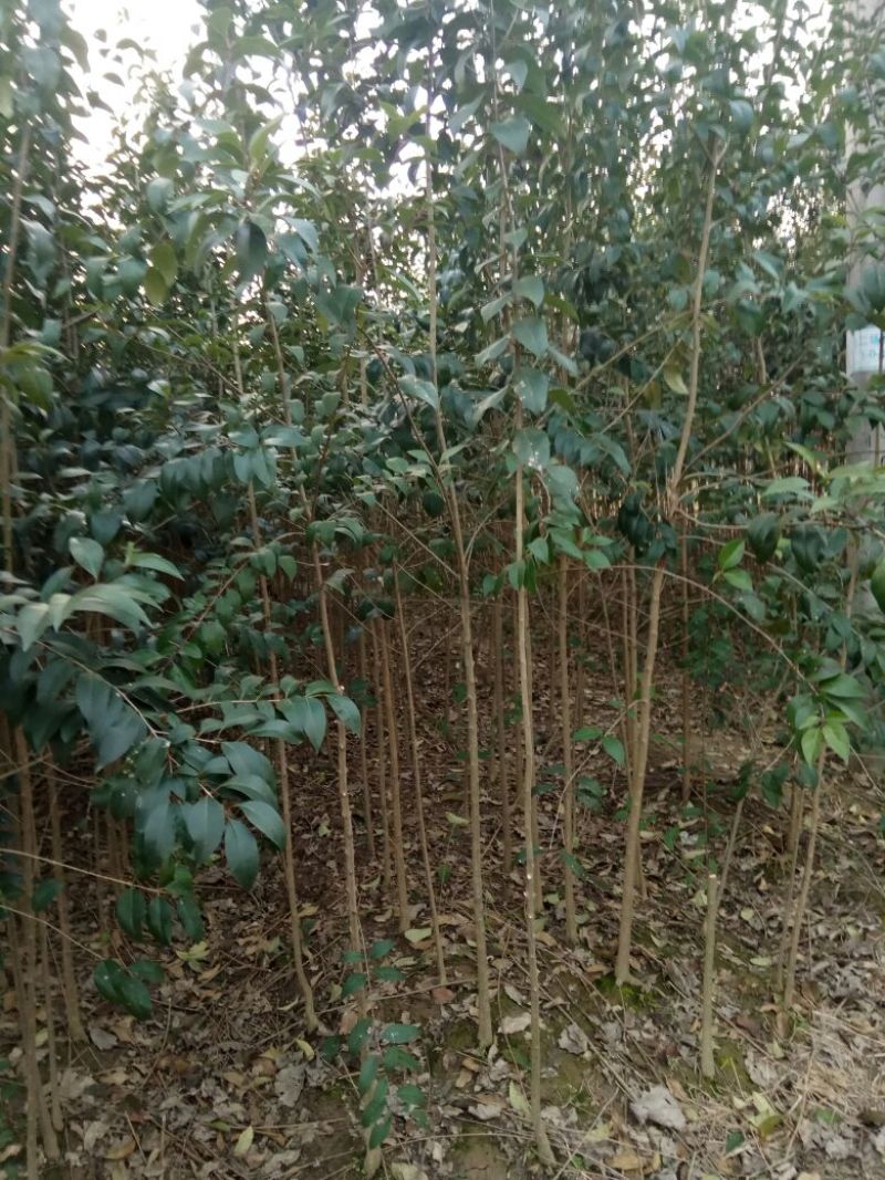 大叶女贞4cm以下