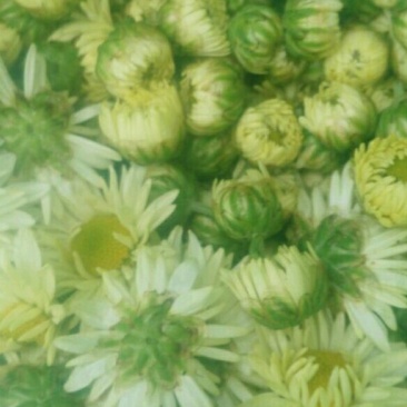 白菊花茶