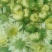 白菊花茶