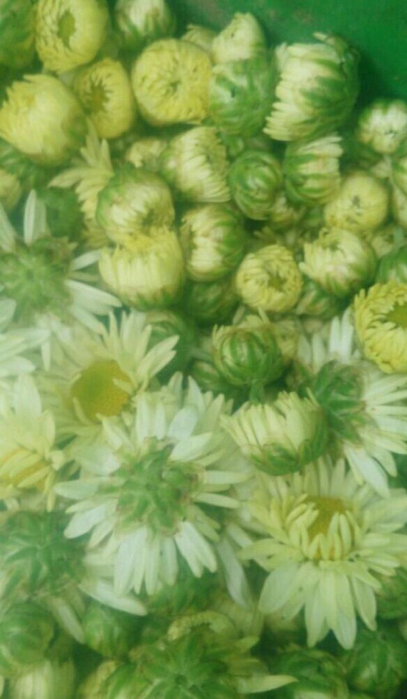 白菊花茶