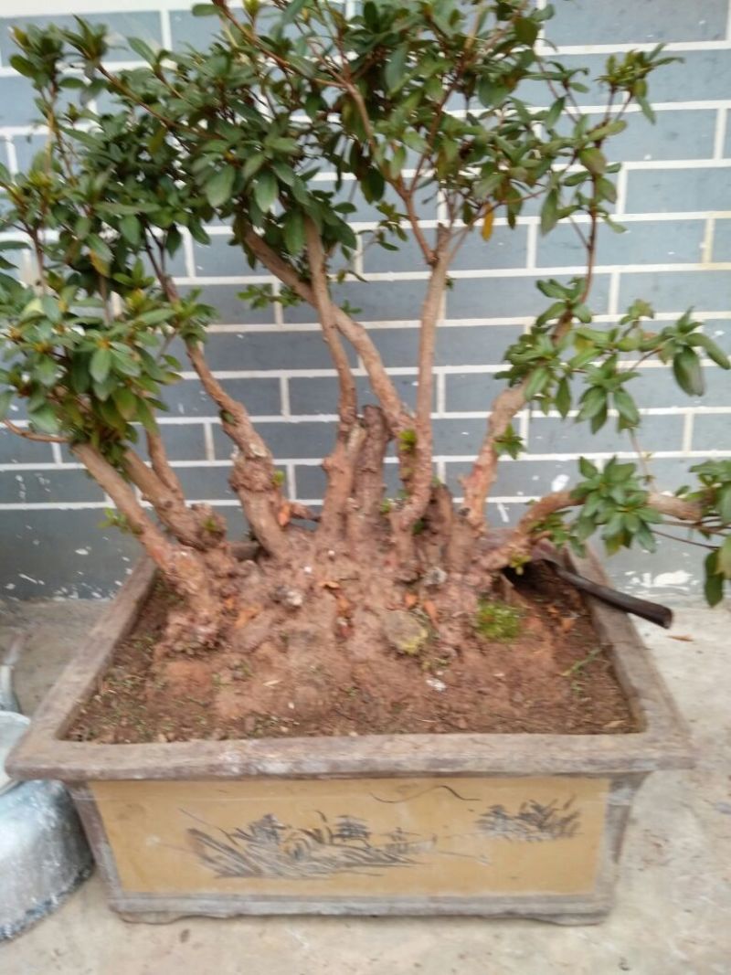 杜鹃树桩30~35cm