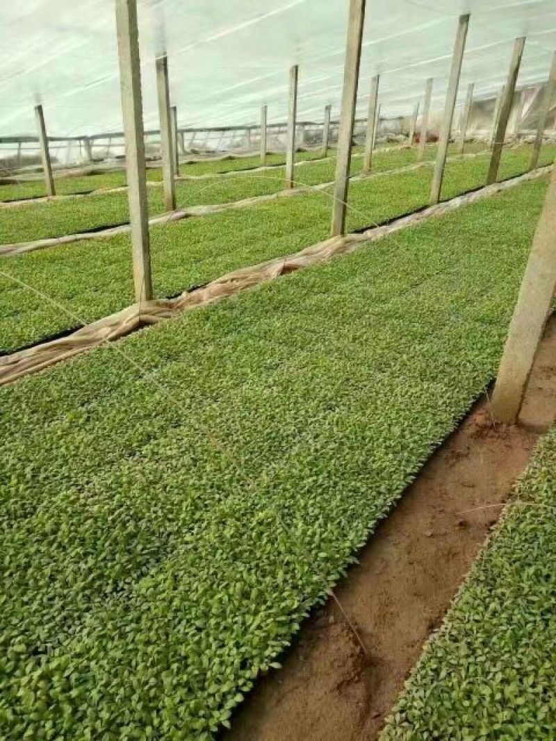 矮牵牛种苗盆栽矮牵牛牵牛穴盘苗垂吊牵牛牵牛基地