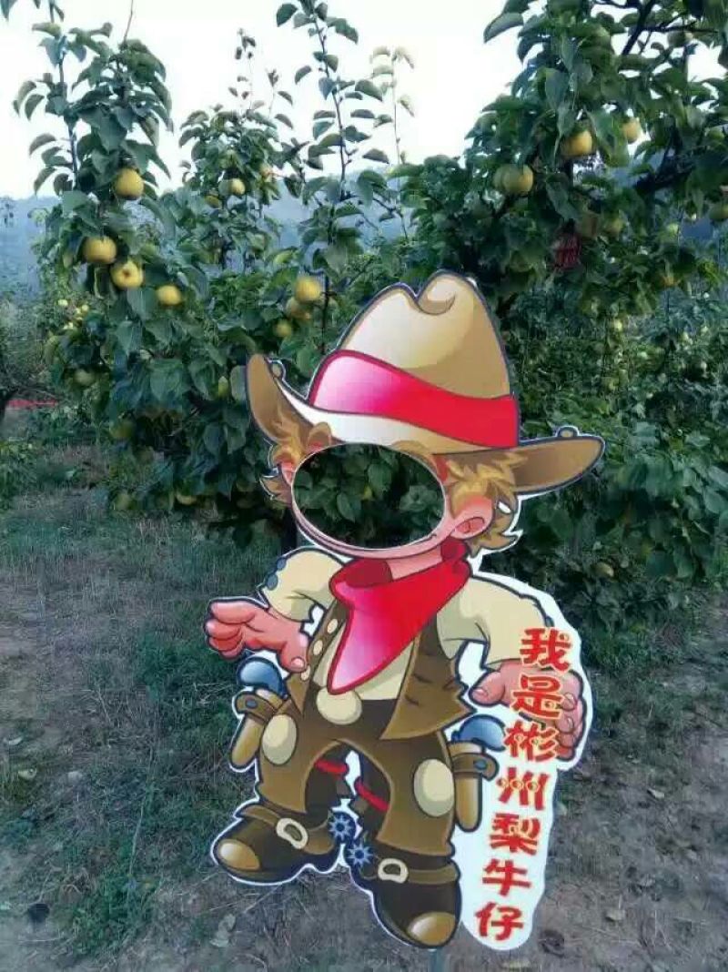 彬州梨300~350g纸箱