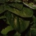 大叶菠菜40cm