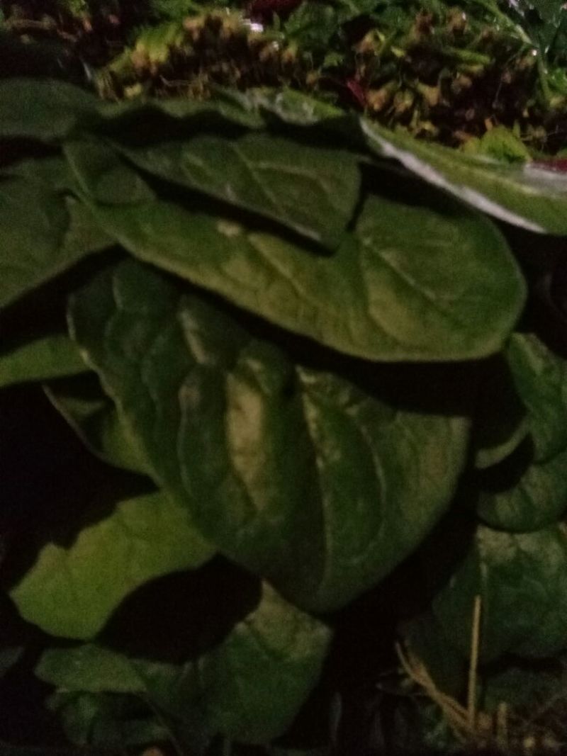 大叶菠菜40cm