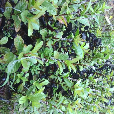 西瓜番石榴苗30cm以下