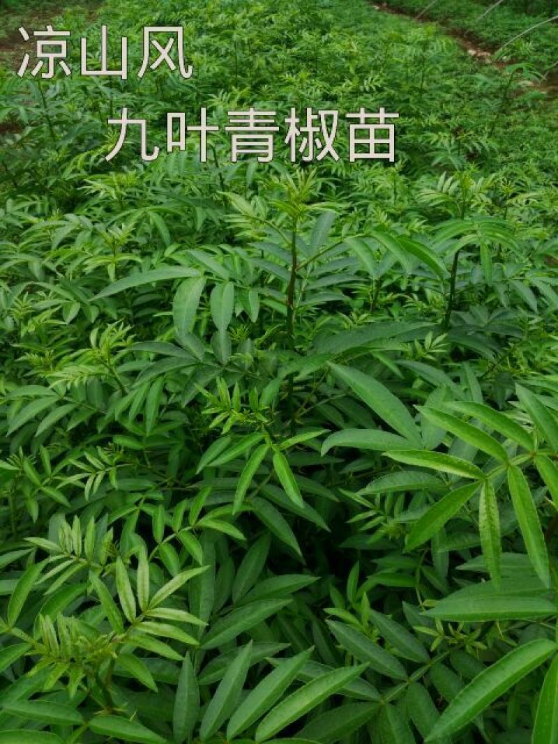 花椒苗1~2年