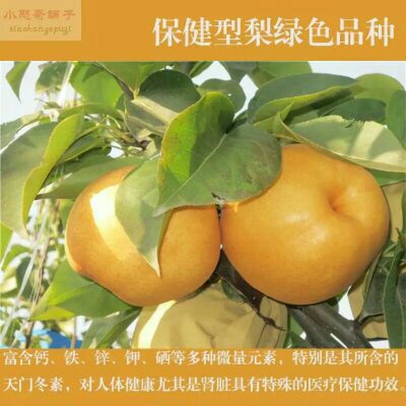 晚秋黄梨300~350g纸加膜